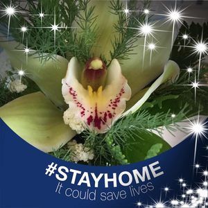 Meet your Posher, Phyllis